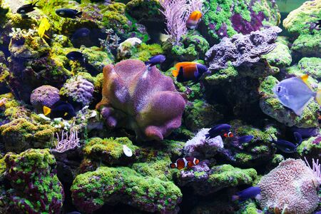 A flock of fish among beautiful bright coralの写真素材