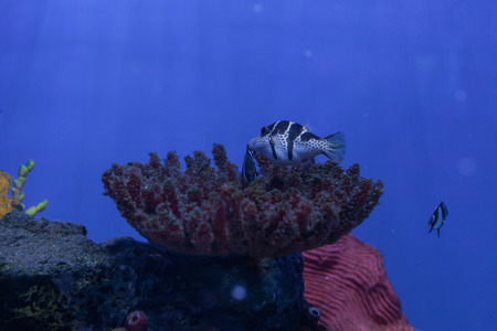 Dascyllus melanurus with small tropical fish closeupの写真素材