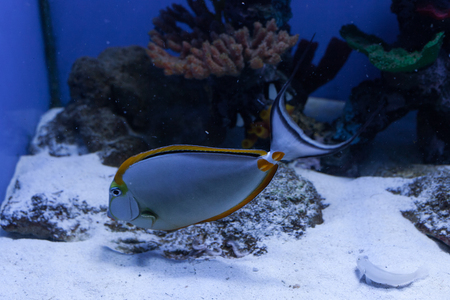 Naso lituratus, orangespine unicornfish, tropical fish closeupの写真素材