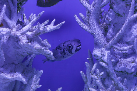 Diodon liturosus in water among corals, porcupinefishの写真素材
