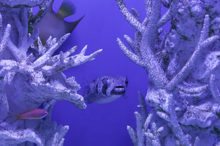 Diodon liturosus in water among corals, porcupinefishの写真素材