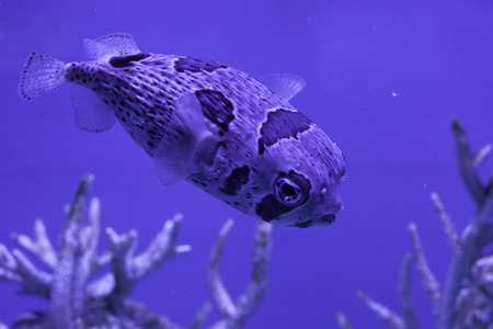 Porcupinefish in water close up, Diodon liturosusの写真素材