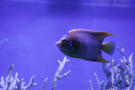 Queen angelfish undersea among the corals, holacanthus ciliaris
