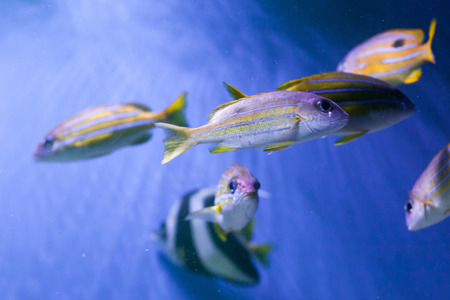 Flock of bluestriped snappers under water, lutjanus notatusの写真素材