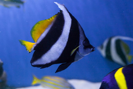Red sea bannerfish close up, heniochus acuminatusの写真素材