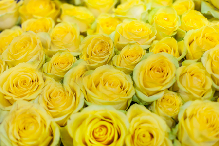 Large bouquet of rosesの写真素材