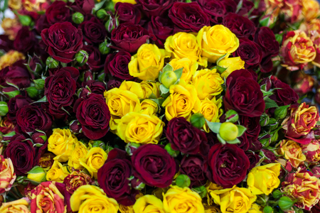 Bouquet of multicolored rosesの写真素材