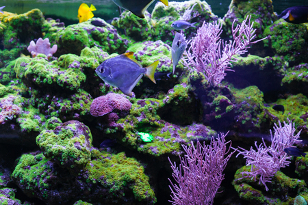 Fishes and corals close up. Silver moonfishの写真素材