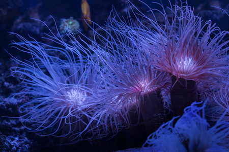 Beautiful corals under water glow in the dark. Catalaphyllia