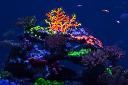 Multicolored bright corals under water close up