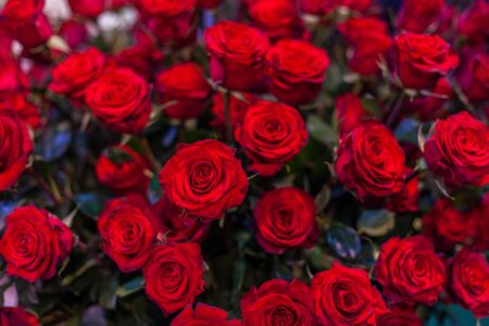 Many buds of beautiful red roses close up.の写真素材