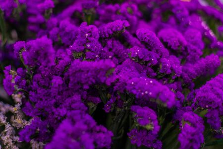 Many branches of beautiful violet flowers close up.
