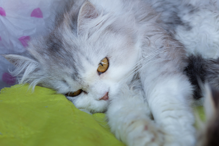 Fluffy cat with yellow eyes lies in the basketの写真素材