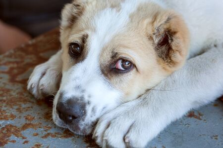 Portrait of a small sad puppy close up.の写真素材
