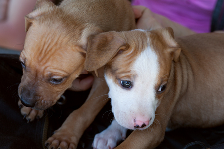 Two small puppies of staffordshire terrier close up.の写真素材