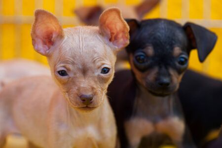 Two small cute terrier puppies close up.の写真素材