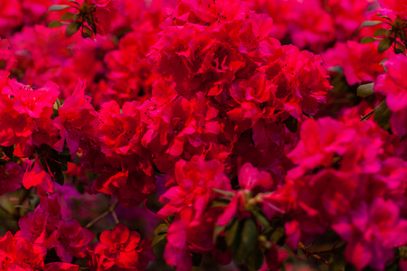 Small red flowers for a holiday bouquet and decoration.の写真素材
