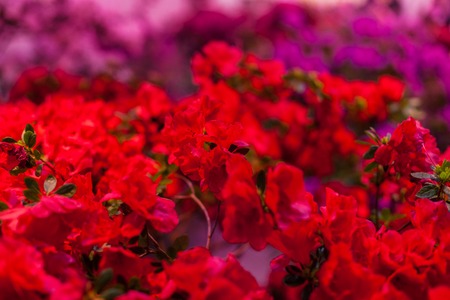 Many branches with buds of flowers for a bouquet close up.の写真素材