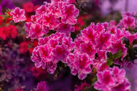 Many buds of beautiful pink azalea close up.の写真素材