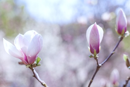 Buds of white and pink magnolia close up, spring time.の写真素材
