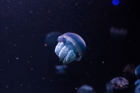 Blue blubber jellyfish in the dark water. Catostylus mosaicus.