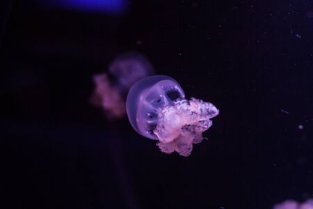 Marble jellyfish, lychnorhiza lucerna, in the dark water close up.の写真素材