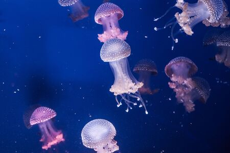 Australian spotted jellyfishes in the water. Phyllorhiza punctata.の写真素材