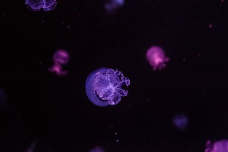 Cannonball jellyfish in the dark water. Stomolophus meleagris.の写真素材