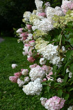 Hydrangea panicle (Hortenzia) bushes with white and pink blossom flowers