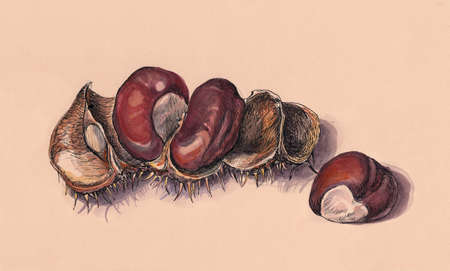 Chestnut ink and watercolor illustration on beige paperの写真素材