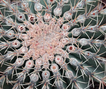 Green round Cactus close up photo with pricks to defend, botanical gardenの写真素材