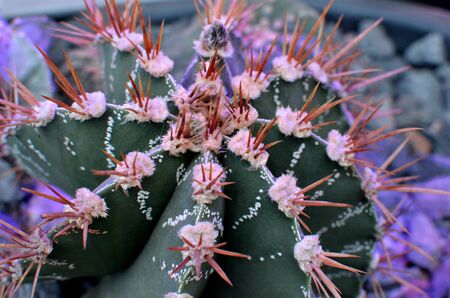 Green prickly cactus at the botanical garden with violet beautiful lightの写真素材