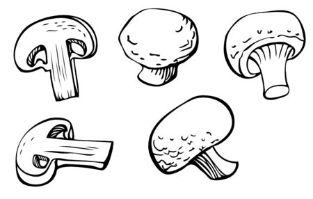 Mushrooms ink drawing vector set, illustration of white champignons (whole and cut) from different points of view for culinary book or logo design.のイラスト素材