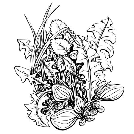 Floral composition with wild edible plants, hand drawn with ink - dandelion leaves, plantain, clover leaves, grass. Beautiful black and white coloring page, summer plants, vector illustration, botanical illustrationのイラスト素材