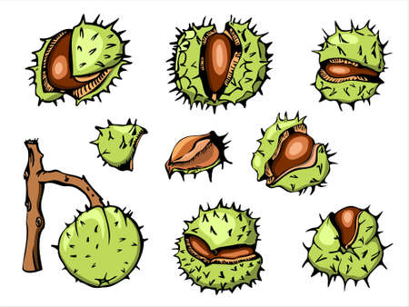 Horse Chestnut vetor illustration set, initially hand drawn with ink, vectorized and colored. Bright prickly nutshells cracked open.のイラスト素材