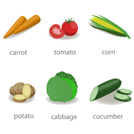 Set of vegetable on white background.のイラスト素材