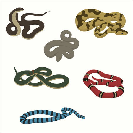 Snake set isolated on white.のイラスト素材
