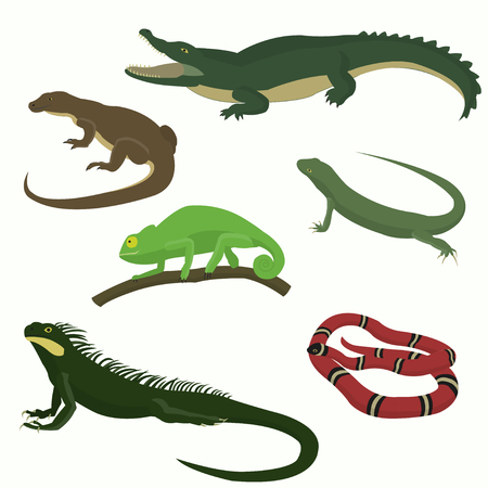 Set of reptiles and amphibians isolated on white background.のイラスト素材