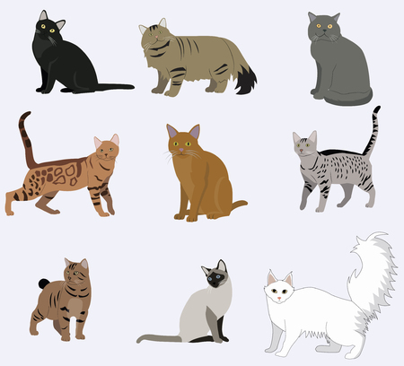 Vector breed cats icons set.のイラスト素材