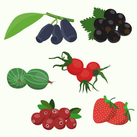 A vector illustration of various Forest berries set, isolated on whiteのイラスト素材