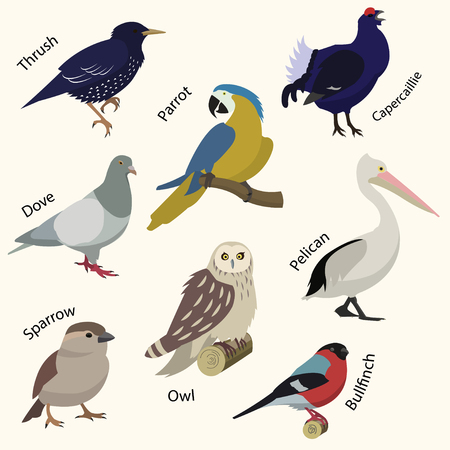 Set of birds.のイラスト素材