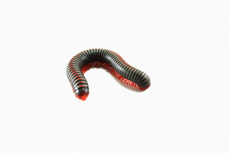 Millipede on white background.