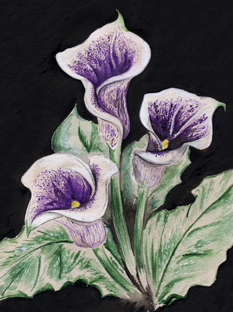 Watercolor flower calla bouquet on black background.の写真素材