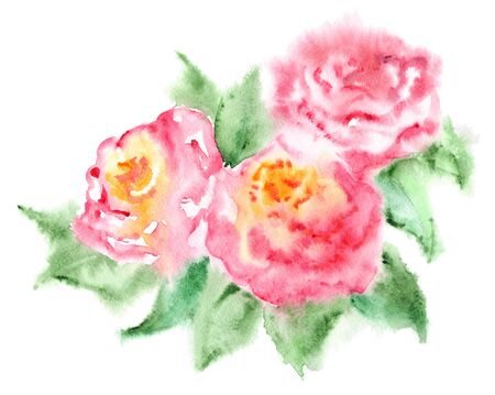Watercolor pink tea rose flower floral composition isolated.の写真素材