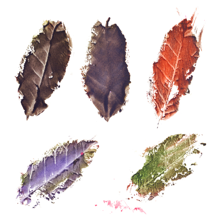 Autumn fall dried tree leaf set isolated.