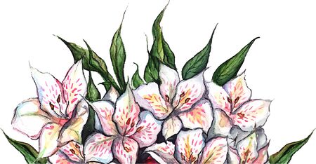 White flowers alstroemeria flower bouquet composition isolated vector.のイラスト素材