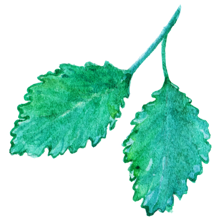 Watercolor mint peppermint spearmint leaf isolated vector.のイラスト素材