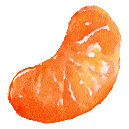 Watercolor slice mandarin clementine fruit isolated vector.のイラスト素材
