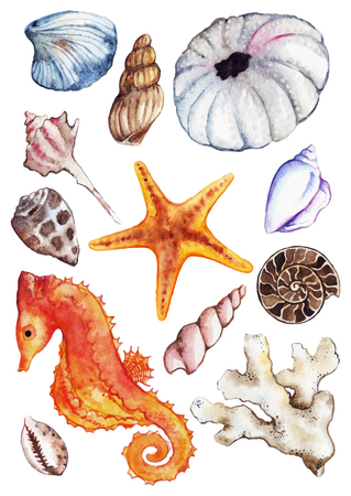 Watercolor sea ocean seahorse seashell coral ammonit urchin set vector.のイラスト素材