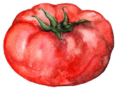 Watercolor red ripe tomato vegetable food isolated vector.のイラスト素材